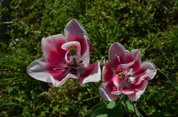 在一个阳光明媚的春日里 花园里的两棵鲜亮的粉红和白色郁金香 美丽的户外花卉背景映衬着柔和的焦点 尽收眼底 — 图库照片