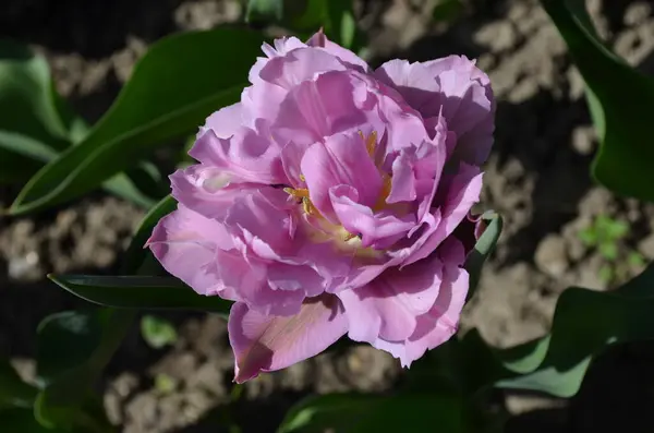 Draufsicht Auf Eine Lebendige Rosa Tulpe Einem Garten Einem Sonnigen — Stockfoto