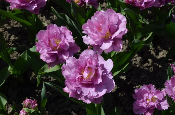 Draufsicht Auf Viele Lebendige Rosa Tulpen Einem Garten Einem Sonnigen — Stockfoto