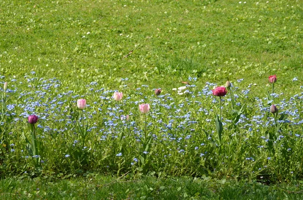 Zijaanzicht Van Vele Levendige Roze Tulp Kleine Wazig Blauw Vergeet — Stockfoto