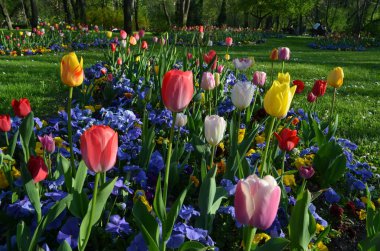 Güneşli bir bahar bahçesinde çiçek açan pek çok hassas renkli lale, sarı, kırmızı, pembe ve beyaz çiçekli açık hava çiçekleri.