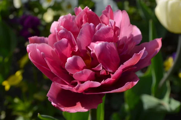 Vista Superior Tulipán Rosado Vívido Jardín Día Soleado Primavera Hermoso — Foto de Stock