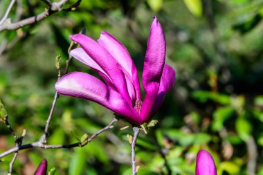 Mor manolya çiçeklerini kapat. Çiçek açmış, güneşli bir bahar gününde, bahçedeki bir dalda. Güzel bir açık hava çiçekli arka planda.