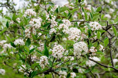 Viburnum opulus bitkisinin beyaz çiçekleri, guelder gülü olarak bilinir, su yaşlısı, kramp kabuğu, kartopu ağacı ve Avrupa kraniyeri, güneşli bir bahar bahçesinde, güzel çiçek arkaplanı