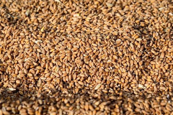 市場で販売するために表示され 動物のための食品として使用される乾燥小麦の穀物の閉鎖は ソフトフォーカスで撮影 — ストック写真