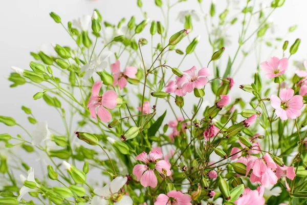 Ramo Grande Con Pequeñas Flores Blancas Rosadas Gypsophila Elegans Comúnmente — Foto de Stock