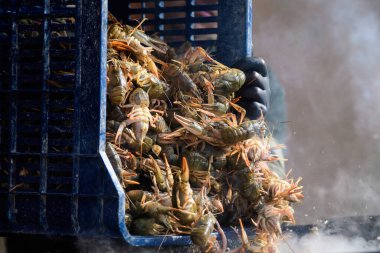 Çiğ Avrupa kerevitleri Astacus astacus (asil ya da geniş parmaklı kerevit, Avrupa 'nın en yaygın kerevit türü) bir sokak yemeği festivalinde yemek pişirmek için kaynar suya atılmış. 