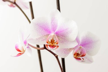 Beyaz ve canlı Pembe Phalaenopsis orkide çiçeklerini kapat. Stüdyo arka planında beyaz bir duvarda izole edilmiş. 