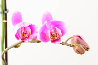 Beyaz ve canlı Pembe Phalaenopsis orkide çiçeklerini kapat. Stüdyo arka planında beyaz bir duvarda izole edilmiş. 