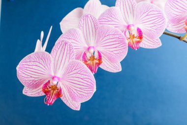 Birçok narin beyaz manolya çiçekleri ağaç dallarında açar açık mavi gökyüzüne doğru güneşli bir bahar gününde, güzel bir açık hava çiçekli arka planda.