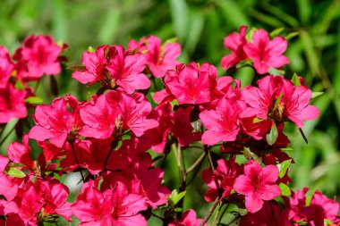 Açelya 'nın narin pembe çiçeklerinden oluşan çalılar ya da güneşli bir Japon bahçesinde Rhododendron bitkisi. Açık hava çiçekli güzel bir arka plan.