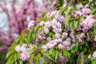 Pembe kiraz ağacı çiçekleri olan bir dalın kapağı güneşli bir bahar gününde bir bahçede çiçek açmış, güzel Japon kiraz çiçekleri çiçek arkaplan, sakura