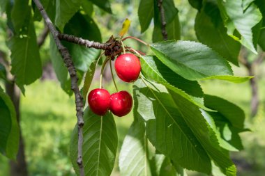 Güneşli bir yaz gününde bahçedeki bir ağaç bahçesinde olgun taze kirazlar ve yeşil yapraklar, açık havada çekilen güzel arka plan, yumuşak bir odak ile.
