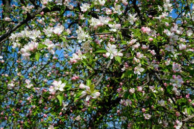 Güneşli bir bahar gününde, bahçesinde çiçek açan beyaz ve pembe elma ağaçlarıyla büyük bir dal, güzel Japon ağaçları çiçek açar arka planda, sakura
