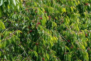 Güneşli bir yaz gününde bahçedeki bir ağaç bahçesinde olgun taze kirazlar ve yeşil yapraklar, açık havada çekilen güzel arka plan, yumuşak bir odak ile.