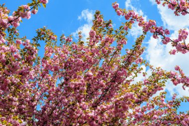 Pembe kiraz ağacı çiçekleri olan bir dalın kapağı güneşli bir bahar gününde bir bahçede çiçek açmış, güzel Japon kiraz çiçekleri çiçek arkaplan, sakura