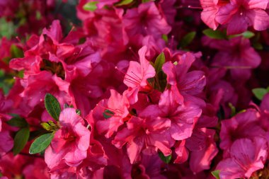 Açelya 'nın narin pembe çiçeklerinden oluşan çalılar ya da güneşli bir Japon bahçesinde Rhododendron bitkisi. Açık hava çiçekli güzel bir arka plan.