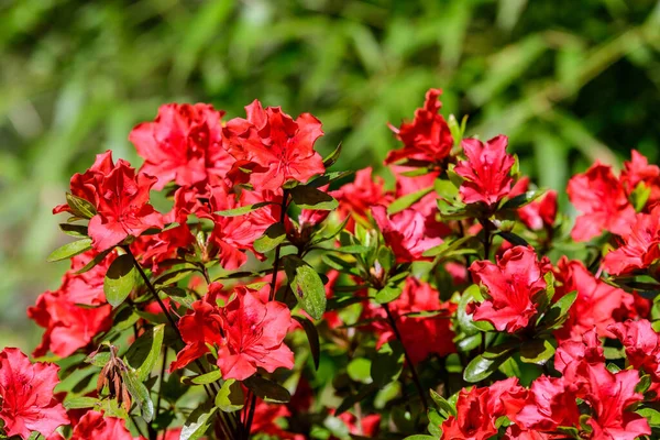 Bush Van Delicate Rode Bloemen Van Azalea Rhododendron Plant Een — Stockfoto