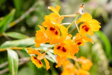 Sarı falaenopsis orkide çiçeklerini kapat. Çiçekler çiçek açmış. Güneşli bir yaz gününde bir bahçe saksısında.