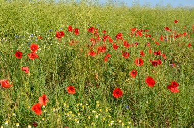 Bir sürü kırmızı gelincik çiçeği ve küçük çiçekler, beyaz ve sarı papatya çayı ve yeşil çimen, güneşli bir yaz gününde, güzel bir açık hava çiçekli arka plan fotoğrafı.