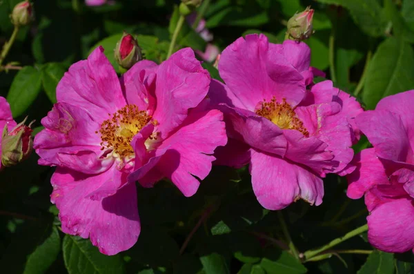 夏の庭で満開の2つの大きくて繊細な鮮やかなピンクのマゼンタのバラの終わり 直射日光 柔らかい焦点で撮影された美しい屋外の花の背景 — ストック写真