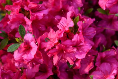 Açelya ve Rhododendron bitkilerinden oluşan narin pembe mor çalılar güneşli bir Japon baharı bahçesinde, güzel bir açık hava çiçeği arka planında.