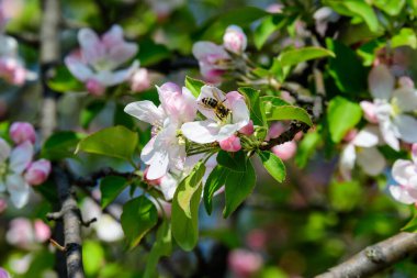 Güneşli bir bahar gününde, bahçesinde çiçek açan beyaz ve pembe elma ağaçlarıyla büyük bir dal, güzel Japon ağaçları çiçek açar arka planda, sakura