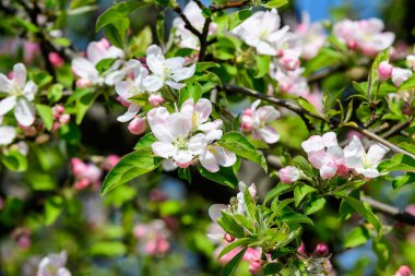 Güneşli bir bahar gününde, bahçesinde çiçek açan beyaz ve pembe elma ağaçlarıyla büyük bir dal, güzel Japon ağaçları çiçek açar arka planda, sakura