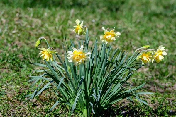 Narin Beyaz Sarı Nergis Çiçeklerinden Oluşan Bir Grup Bulanık Yeşil — Stok fotoğraf