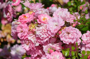 Geniş yeşil çalı, narin açık pembe güller yaz bahçesinde çiçek açıyor, doğrudan güneş ışığı altında, güzel açık hava çiçekli arka plan, yumuşak odak ile fotoğraflanmış.