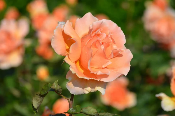 Primer Plano Una Gran Delicada Rosa Naranja Amarilla Viva Plena — Foto de Stock