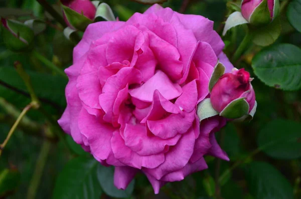 Primer Plano Una Rosa Rosada Vívida Grande Delicada Plena Floración — Foto de Stock