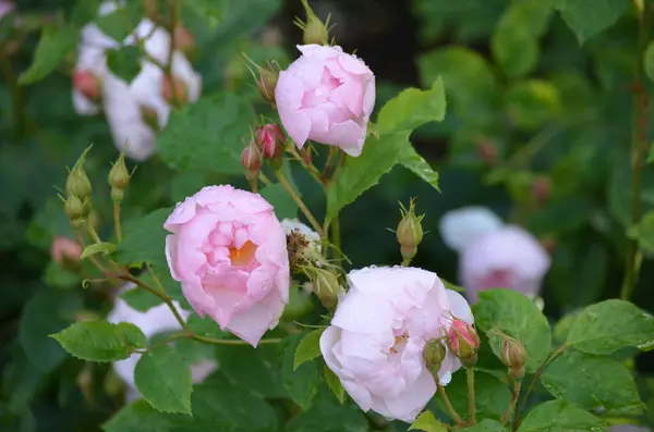 Gran Arbusto Verde Con Delicadas Rosas Rosadas Frescas Plena Floración —  Fotos de Stock