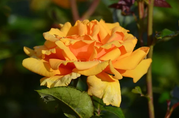 Detailní Záběr Jedné Velké Jemné Žluté Oranžové Růže Plném Květu — Stock fotografie