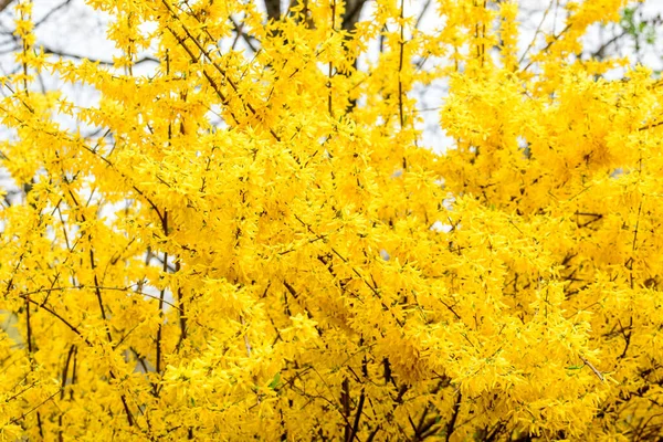 Duży Krzak Żółtych Kwiatów Rośliny Forsythia Znany Również Jako Drzewo — Zdjęcie stockowe