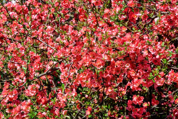 Närbild Delikata Röda Blommor Chaenomeles Japonica Buske Allmänt Känd Som — Stockfoto