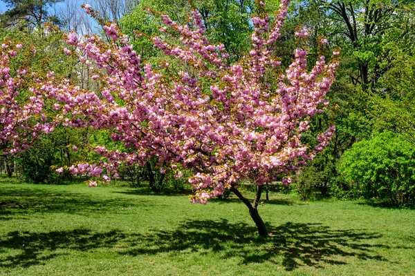 Dalları olan pembe kiraz ağacı ve güneşli bir bahar gününde bahçesinde açan bir sürü çiçek, güzel Japon kiraz çiçekleri çiçek arkaplanı, sakura