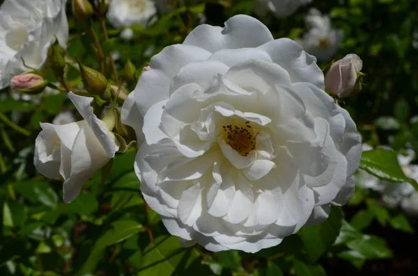 Primer Plano Muchas Rosas Blancas Grandes Delicadas Plena Floración Jardín —  Fotos de Stock