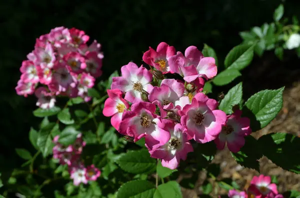 Μεγάλο Πράσινο Θάμνο Φρέσκα Λεπτά Ζωηρά Ροζ Και Λευκά Τριαντάφυλλα — Φωτογραφία Αρχείου