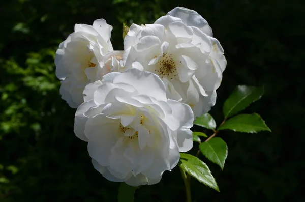 Primer Plano Muchas Rosas Blancas Grandes Delicadas Plena Floración Jardín —  Fotos de Stock