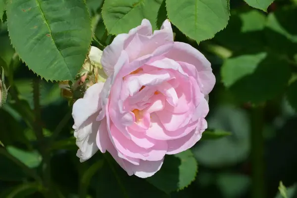 Primer Plano Una Rosa Rosa Clara Grande Delicada Plena Floración — Foto de Stock