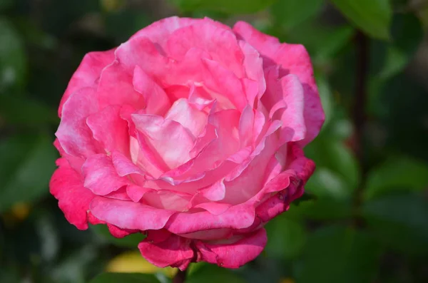 Закрыть Одну Большую Нежную Ярко Розовую Розу Время Полного Цветения — стоковое фото