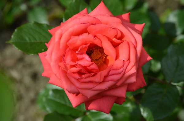 Primer Plano Una Rosa Roja Viva Fresca Hojas Verdes Jardín — Foto de Stock