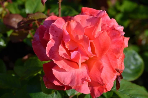 Primer Plano Una Rosa Roja Grande Delicada Plena Floración Jardín —  Fotos de Stock
