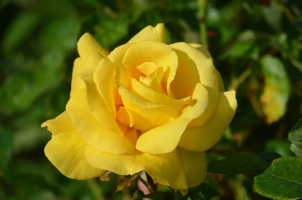 Крупним Планом Одній Ніжній Свіжій Яскраво Жовтій Троянді Зеленому Листі — стокове фото
