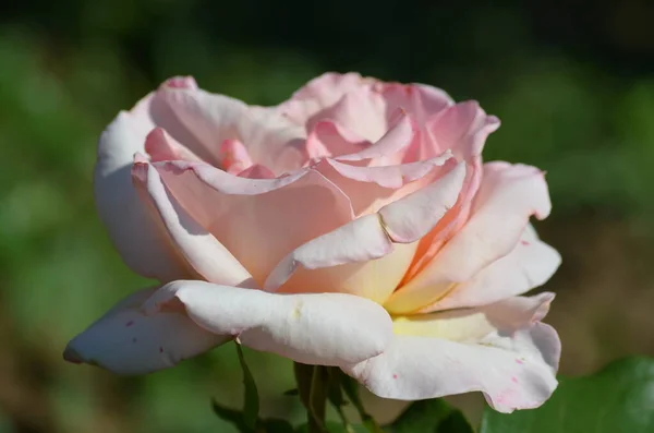 Zblízka Jedna Velká Jemná Světle Růžová Růže Plném Květu Letní — Stock fotografie