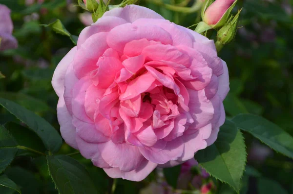 Primer Plano Una Rosa Rosa Grande Delicada Color Rosa Claro — Foto de Stock