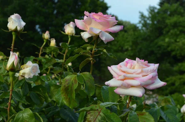 Gran Arbusto Verde Con Delicadas Rosas Rosadas Frescas Plena Floración — Foto de Stock