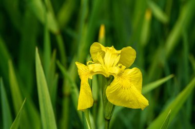 Güneşli bir yaz gününde, çiçek açmış, narin sarı bir iris çiçeğinin yakınında, güzel bir açık hava çiçeğinin arka planında.