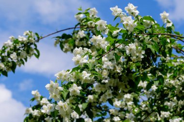 Güneşli bir yaz gününde, bahçesinde taze yasemin çiçekleri ve yeşil yaprakları olan büyük yeşil çalılar. Açık hava çiçekleriyle çekilen güzel arka plan yumuşak odaklı.
